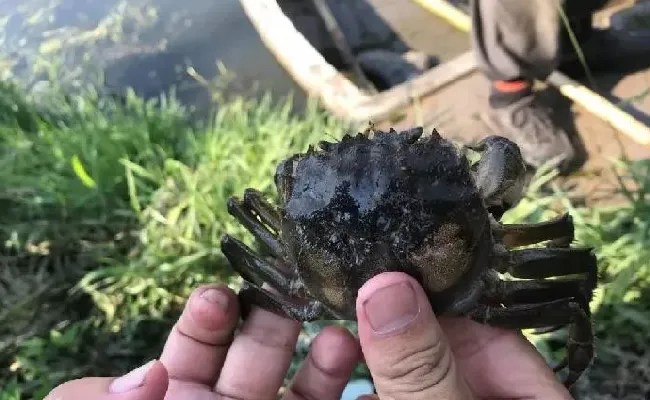 水产大数据助力河蟹摆脱五壳面临的最大威胁