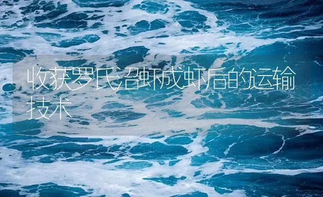 收获罗氏沼虾成虾后的运输技术 | 海水养殖