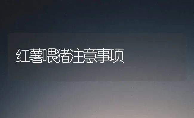 红薯喂猪注意事项 | 家畜养殖