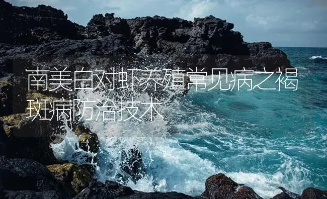 南美白对虾养殖常见病之褐斑病防治技术 | 海水养殖