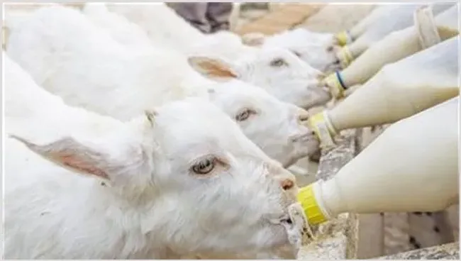 羔羊哺乳注意事项 | 养殖动物技术