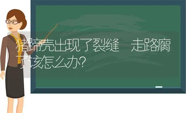 猪蹄壳出现了裂缝 走路瘸了该怎么办？ | 家畜养殖