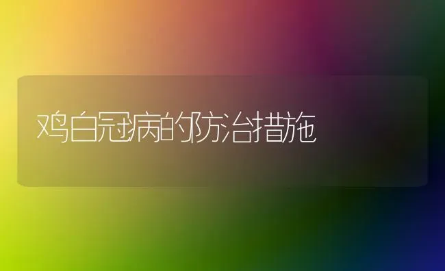 鸡白冠病的防治措施 | 家禽养殖