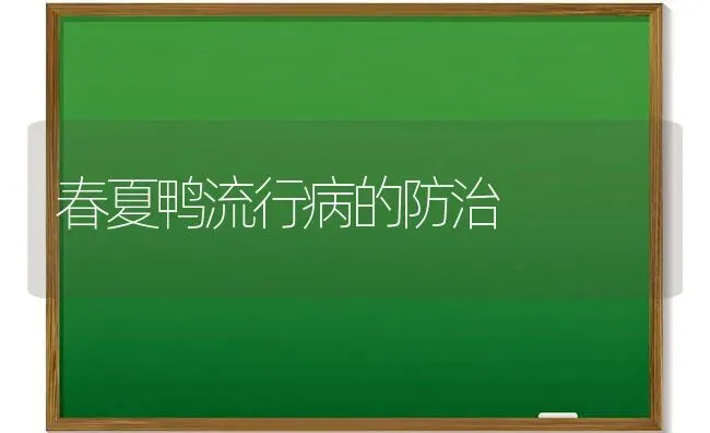 春夏鸭流行病的防治 | 家禽养殖