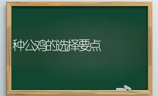 种公鸡的选择要点 | 家禽养殖