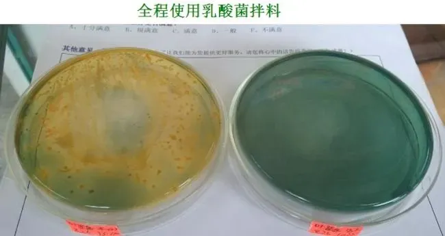 “乳酸菌王”能有效控制南美白对虾体内弧菌？