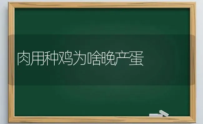 肉用种鸡为啥晚产蛋 | 家禽养殖