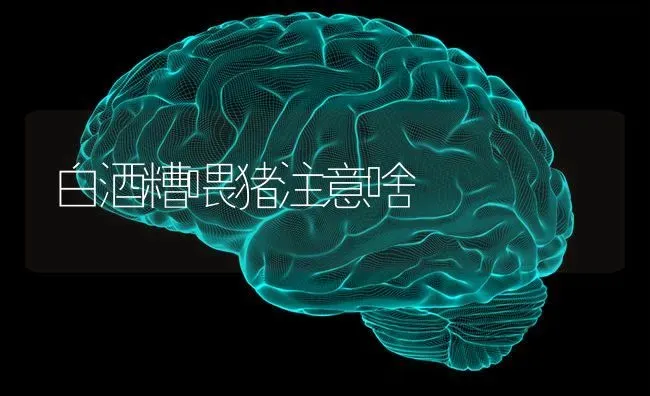 白酒糟喂猪注意啥 | 家畜养殖