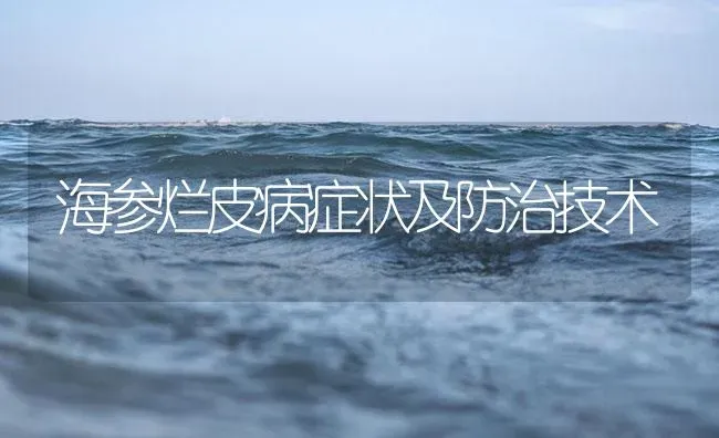 海参烂皮病症状及防治技术 | 养殖病虫害防治