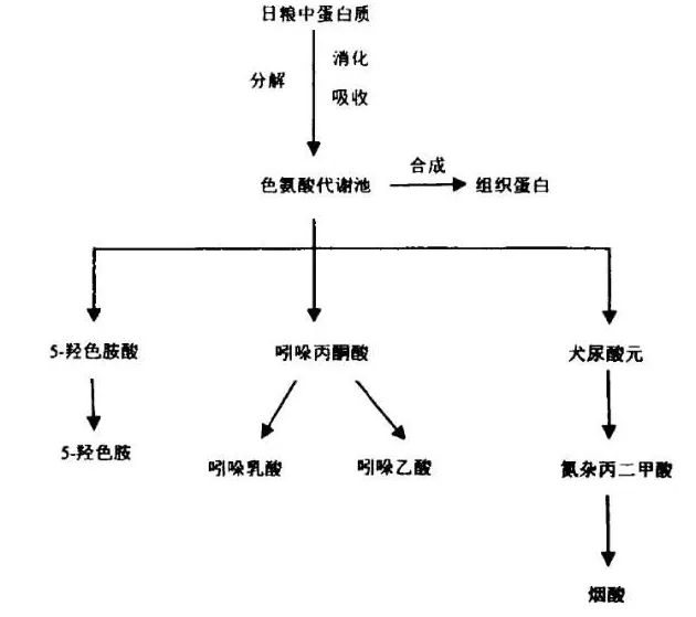 色氨酸的营养生理研究