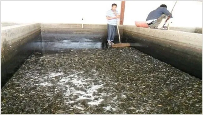 如何提高泥鳅的成活率？养泥鳅注意事项 | 养殖知识