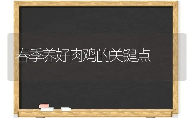 春季养好肉鸡的关键点 | 家禽养殖