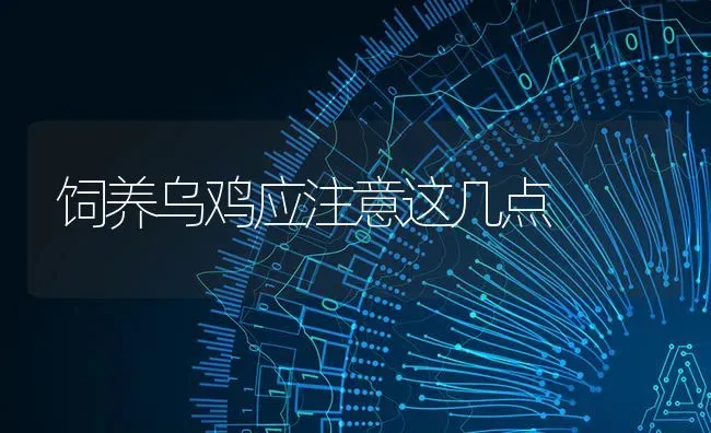 饲养乌鸡应注意这几点 | 家禽养殖