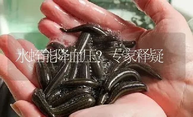 水蛭能降血压？专家释疑 | 特种养殖