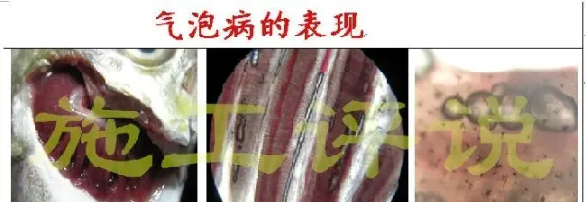 夏季高温开增氧机是否会引起气泡病？