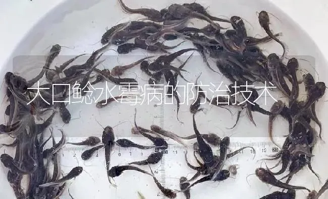 大口鲶水霉病的防治技术 | 淡水养殖