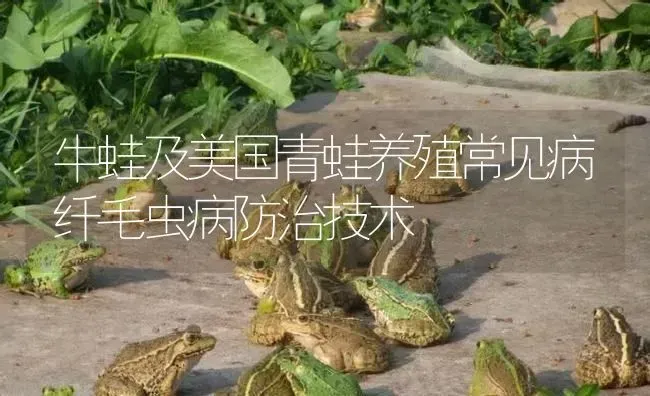 牛蛙及美国青蛙养殖常见病纤毛虫病防治技术 | 特种养殖