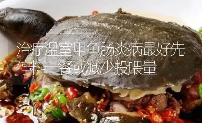 治疗温室甲鱼肠炎病最好先停料一餐或减少投喂量 | 淡水养殖