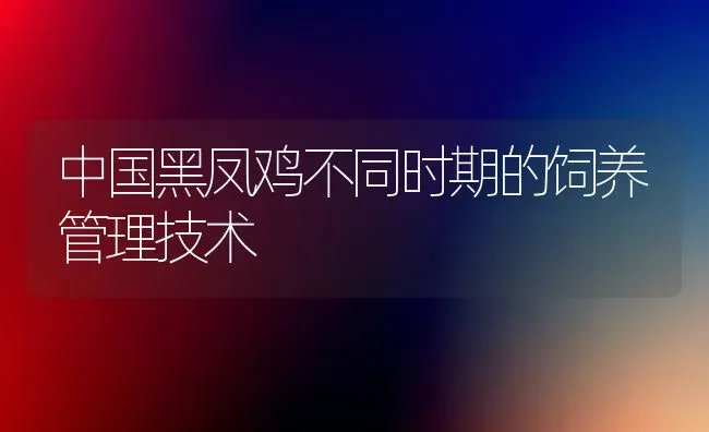 中国黑凤鸡不同时期的饲养管理技术 | 家禽养殖