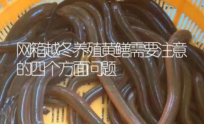 网箱越冬养殖黄鳝需要注意的四个方面问题 | 淡水养殖