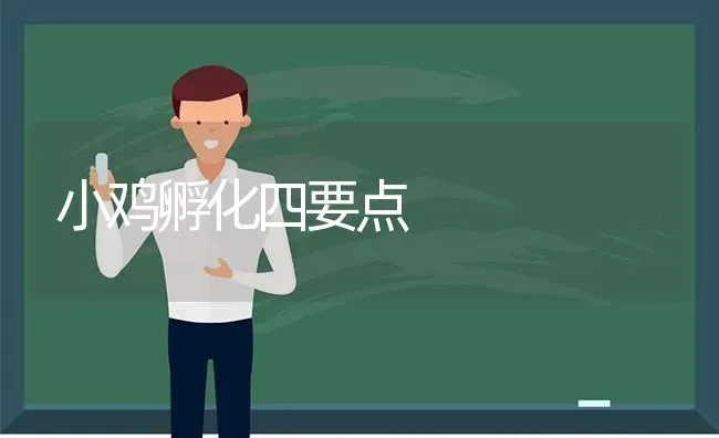 小鸡孵化四要点 | 家禽养殖