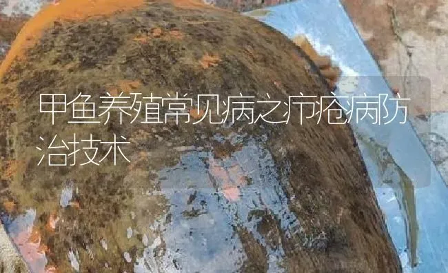 甲鱼养殖常见病之疖疮病防治技术 | 淡水养殖
