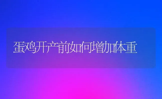 蛋鸡开产前如何增加体重 | 家禽养殖