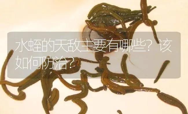 水蛭的天敌主要有哪些？该如何防治？ | 特种养殖