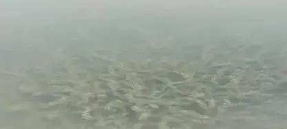 河蟹塘水浑、草脏怎么办？—肥水补碳，除脏长草！