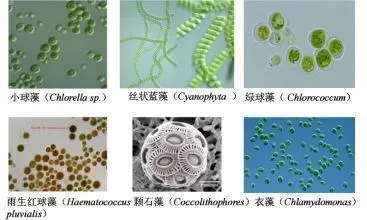 藻类在水产养殖中的应用