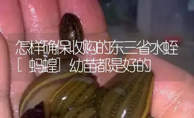 怎样确保收购的东三省水蛭[蚂蝗]幼苗都是好的 | 特种养殖