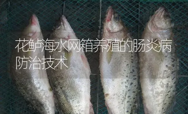 花鲈海水网箱养殖的肠炎病防治技术 | 淡水养殖