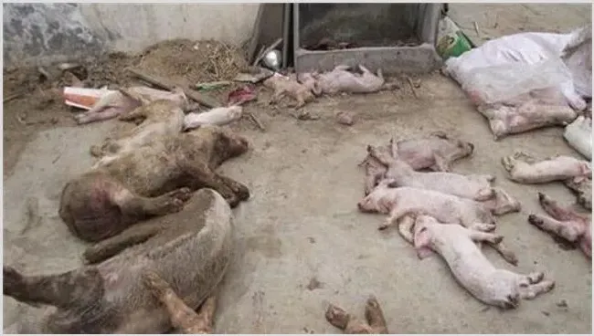 猪流行性腹泻该怎么办 | 动物养殖知识