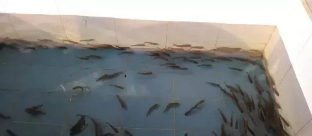 浅谈草鱼细菌性肠炎的治疗与预防方法