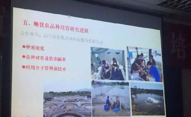 桂花鱼养殖技术培训班心得体会分享