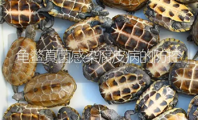 龟鳖真菌感染腐皮病的防控 | 淡水养殖
