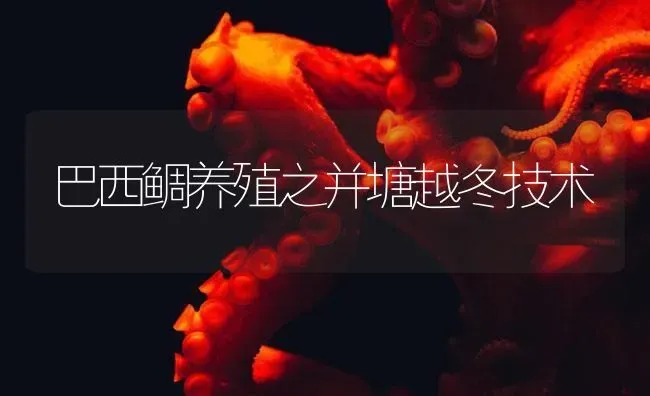 巴西鲷养殖之并塘越冬技术 | 海水养殖
