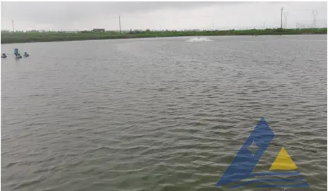 [每周一例]连日暴雨后，对虾发生白斑综合征