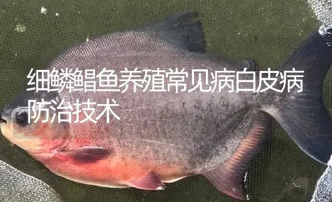 细鳞鲳鱼养殖常见病白皮病防治技术 | 淡水养殖