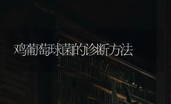 鸡葡萄球菌的诊断方法 | 家禽养殖