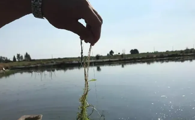 水产大数据助力河蟹摆脱五壳面临的最大威胁