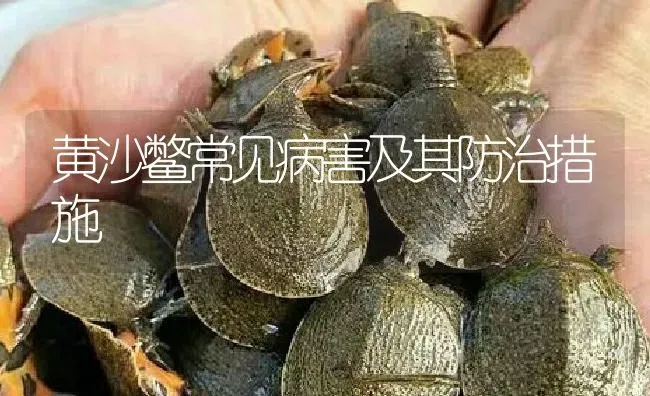 黄沙鳖常见病害及其防治措施 | 淡水养殖