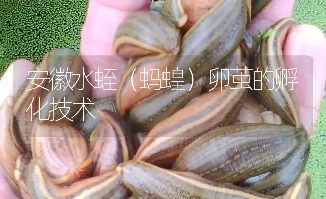 安徽水蛭（蚂蝗）卵茧的孵化技术 | 特种养殖