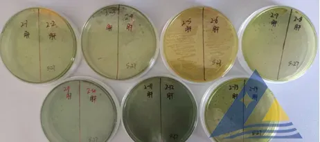 [每周一例]连日暴雨后，对虾发生白斑综合征