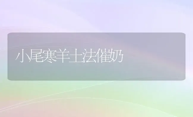 小尾寒羊土法催奶 | 家畜养殖