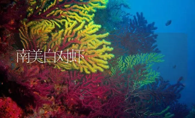 南美白对虾 | 海水养殖