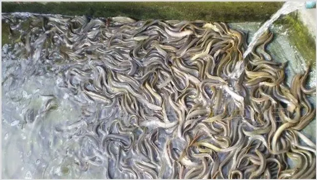 如何提高泥鳅的成活率？养泥鳅注意事项 | 养殖知识