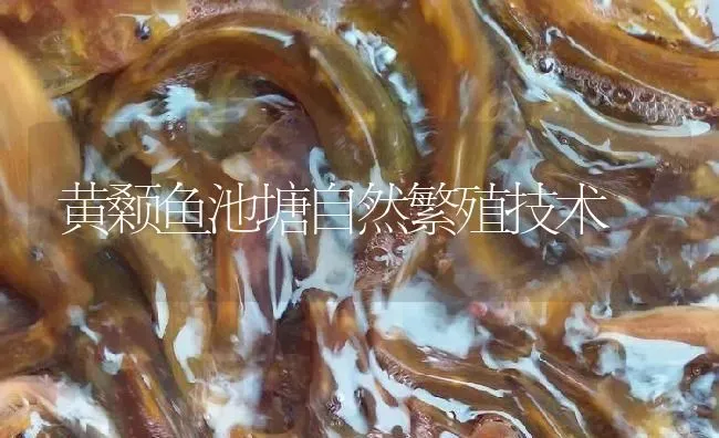 黄颡鱼池塘自然繁殖技术 | 淡水养殖