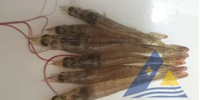 [每周一例]连日暴雨后，对虾发生白斑综合征