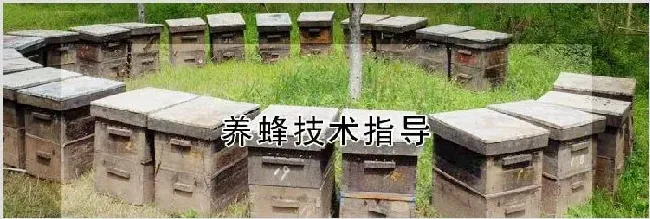 养蜂技术指导 | 动物养殖知识